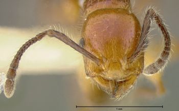 Media type: image; Entomology 22409   Aspect: head frontal view